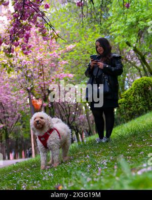 Cankaya, Ankara, Türkei - 20. April 2024: Im Frühling genießen die Menschen Sakura-Bäume im Dikmen-Tal. Stockfoto