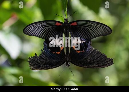 Ruby gepunktete Schwalbenschwanzfalter (Papilio anchisiades) Paarung. Einer mit zerfetzten Flügeln. Auf der Insel Aruba. Stockfoto