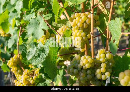 Weinberge in der Sommerernte. Große Trauben Weißweintrauben bei sonnigem Wetter. Weinberge Stockfoto