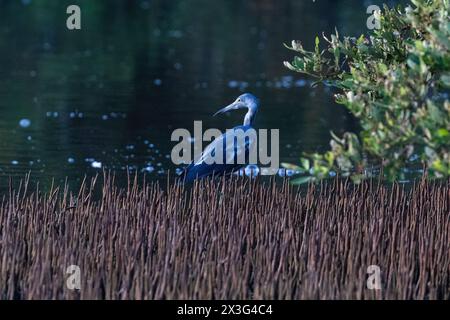 Lotusblatt (Nelumbo nucifera) nach neuem Regen. Flimmerndes Wasser in der Mitte. In Bangkok, Thailand. Stockfoto