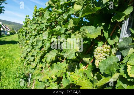 Weinberge in der Sommerernte. Große Trauben Weißweintrauben bei sonnigem Wetter. Stockfoto