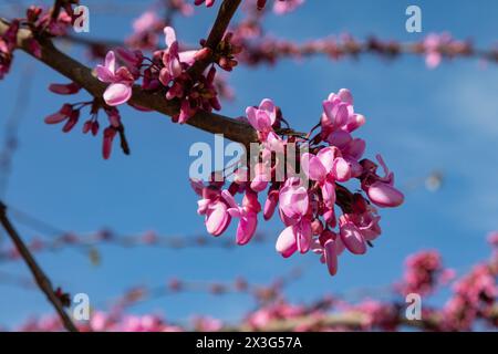 Judas-Baum mit violetten Blumen, altes Olympia, Olympia, Griechenland. Stockfoto