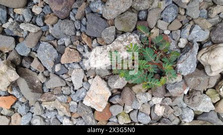 Hintergrund von grünem Gras, das auf einer Ebene aus Kies und Felsen wächst Stockfoto