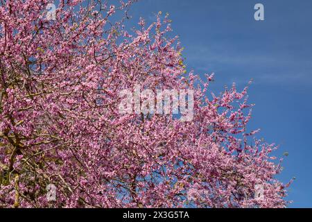 Judas-Baum mit violetten Blumen, altes Olympia, Olympia, Griechenland. Stockfoto