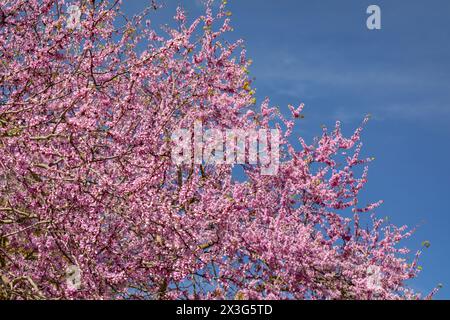 Judas-Baum mit violetten Blumen, altes Olympia, Olympia, Griechenland. Stockfoto