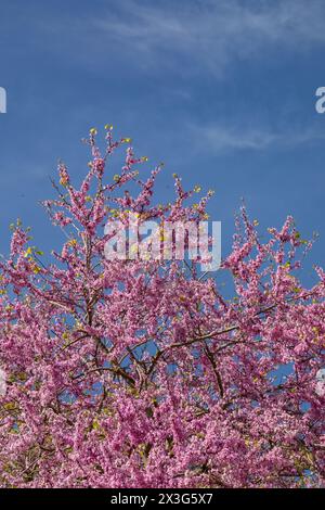 Judas-Baum mit violetten Blumen, altes Olympia, Olympia, Griechenland. Stockfoto