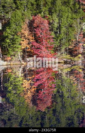 Der rote Baum reflektiert das ruhige, stille Wasser von Bays Mountain Lake, Bays Mountain Park, Kingsport, Tennessee. Stockfoto