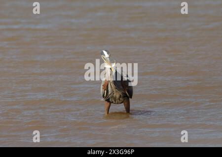 Großer Blaureiher, Ardea herodias, mit kürzlich gefangenem Fisch Stockfoto