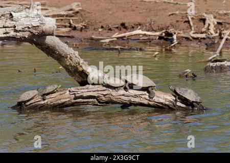 Rote-Ohr-Slider, Trachemys scripta elegans, und Eastern River Cooter, Pseudemys concinna concinna, sonnenbaden auf Stamm Stockfoto