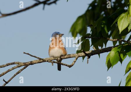Östlicher Blauer Vogel, Sialia sialis, Männlich Stockfoto