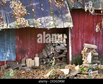 Geschnittene Brennholzstücke werden unter dem überhängenden Blechdach in einer roten Holzscheune gestapelt. Andere Stücke liegen zwischen Herbstblättern und stapeln außen o Stockfoto