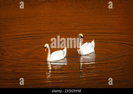 Stumme Schwäne schwimmen in einem warmen Teich mit rotem Hintergrund, der sich im gekräuselten See spiegelt Stockfoto