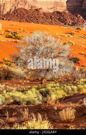 Ein Baumwollbaumbaum, der inmitten von orangefarbenem Schmutz und Sand im Monument Valley wächst. Stockfoto