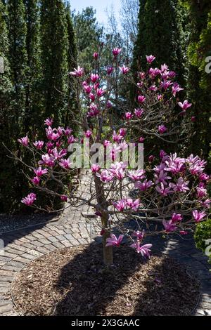 Vollformatansicht eines blühenden rosafarbenen Magnolienbaums in formeller Gartenumgebung, umgeben von arborvitae-Bäumen Stockfoto