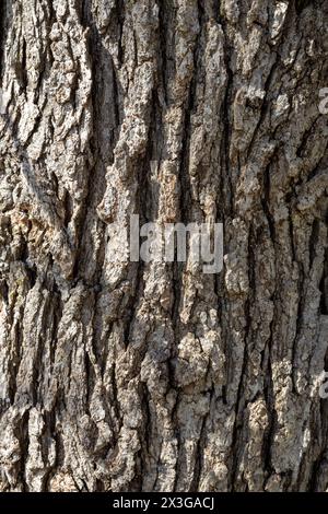Abstrakter Hintergrund der strukturierten Rinde auf einer Bur-Eiche (quercus macrocarpa) Stockfoto