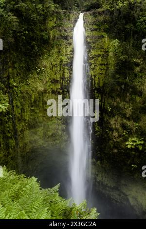 Akaka fällt in Hilo, Hawaii Stockfoto