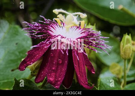 Hilo Botanischer Garten auf Big Island, Hawaii. Stockfoto