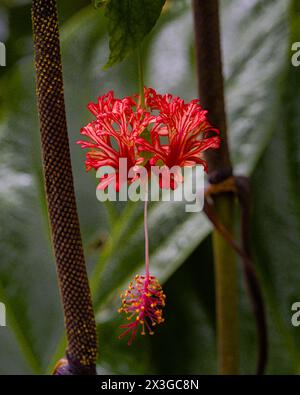 Hilo Botanischer Garten auf Big Island, Hawaii. Stockfoto