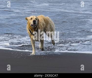 Golden Retriever läuft aus dem Wasser am schwarzen Sandstrand auf Big Island, Hawaii Stockfoto