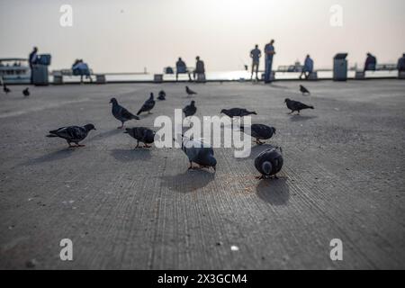 Vögel, die am Strand von Kadikoy mit dem Bahnhof Haydarpasa im Hintergrund beim Essen gesehen werden. Ein Überlauf des Wüstenstaubs betraf einen großen Teil der Türkei, einschließlich Istanbul, wo die Sichtverhältnisse und die Luftqualität abnahmen. Stockfoto