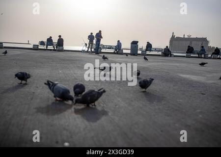 Istanbul, Türkei. April 2024. Vögel, die am Strand von Kadikoy mit dem Bahnhof Haydarpasa im Hintergrund beim Essen gesehen werden. (Credit Image: © Onur Dogman/SOPA Images via ZUMA Press Wire) NUR REDAKTIONELLE VERWENDUNG! Nicht für kommerzielle ZWECKE! Stockfoto