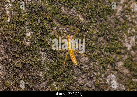 Blassgrüner Assassin Bug (Zelus luridus) - Nymphe Stockfoto