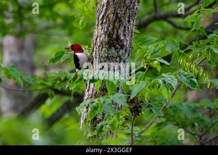 Ein rothaariger Spechte thront auf einem Baum mit einer Libelle im Schnabel. Aufgenommen in Washburn County, Wisconsin Stockfoto