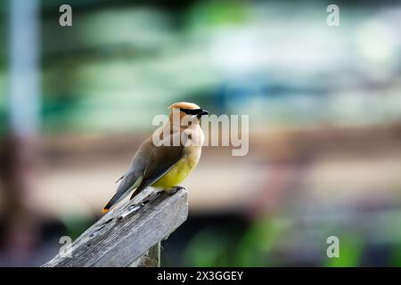 Ein Zedernholz-Wachsflügel sitzt auf einem Geländer. Aufgenommen in Washburn County, Wisconsin Stockfoto