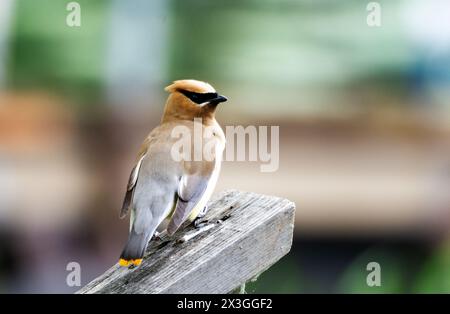 Ein Zedernholz-Wachsflügel sitzt auf einem Geländer. Aufgenommen in Washburn County, Wisconsin Stockfoto