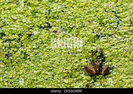 Ein amerikanischer Bullfrosch versteckt sich in den Untiefen eines nördlichen Wisconsin-Sees. Aufgenommen in Washburn County, Wisconsin Stockfoto