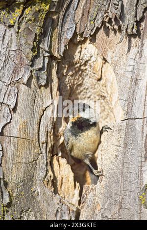 An der Öffnung eines Lochs mit kleinen Holzstückchen im Schnabel in Coeur d’Alene, Idaho, erscheint ein kleines, schwarz bedecktes Hühnchen. Stockfoto