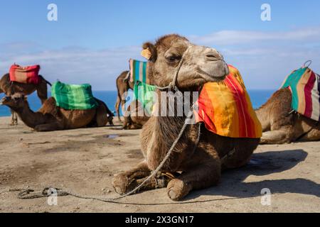 Nahaufnahme von Kamelen mit Sätteln an einem Strand in Tanger, Marokko. Stockfoto