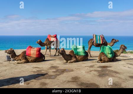 Kamele mit Sätteln ruhen an einem Sandstrand in Tanger, Marokko. Stockfoto