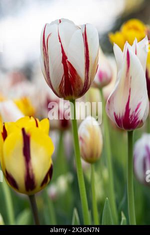 Tulpen in der Blütezeit im Brooklyn Botanic Garden Stockfoto