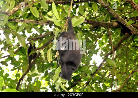 Ein Haubenmakaken (Macaca nigra) jagt auf einem Baum im Tangkoko-Wald, Nord-Sulawesi, Indonesien. Der Klimawandel ist einer der wichtigsten Faktoren, die die biologische Vielfalt weltweit mit alarmierender Geschwindigkeit beeinflussen, so ein Team von Wissenschaftlern unter der Leitung von Antonio acini Vasquez-Aguilar in ihrem Artikel vom März 2024 über environ Monit Assessment. Die International Union for Conservation of Nature (IUCN) sagt auch, dass steigende Temperaturen zu ökologischen, verhaltensbezogenen und physiologischen Veränderungen der Tierarten und der Artenvielfalt geführt haben. „Zusätzlich zu erhöhten Krankheitsraten und degradierten Lebensräumen ist der Klimawandel Stockfoto