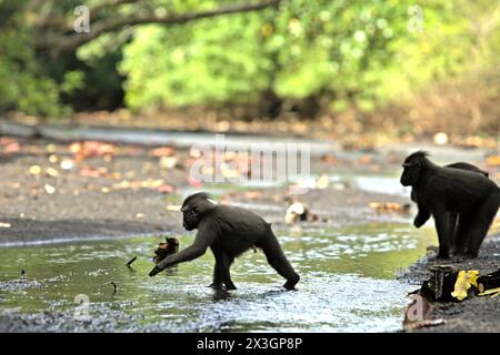 Haubenmakaken (Macaca nigra) fressen an einem Bach im Tangkoko-Wald im Norden von Sulawesi, Indonesien. Der Klimawandel ist einer der wichtigsten Faktoren, die die biologische Vielfalt weltweit mit alarmierender Geschwindigkeit beeinflussen, so ein Team von Wissenschaftlern unter der Leitung von Antonio acini Vasquez-Aguilar in ihrem Artikel vom März 2024 über environ Monit Assessment. Die International Union for Conservation of Nature (IUCN) sagt auch, dass steigende Temperaturen zu ökologischen, verhaltensbezogenen und physiologischen Veränderungen der Tierarten und der Artenvielfalt geführt haben. „Zusätzlich zu erhöhten Krankheitsraten und degradierten Lebensräumen ist der Klimawandel auch... Stockfoto