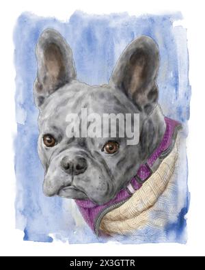 Porträt der süßen entzückenden grauen französischen Bulldogge auf blauem Hintergrund. Handgezeichnetes Aquarell. Haustier- und Tierkonzept. Stockfoto