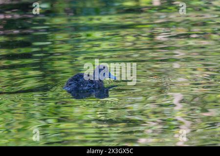 ck schwimmt in einem flachen Teich Stockfoto