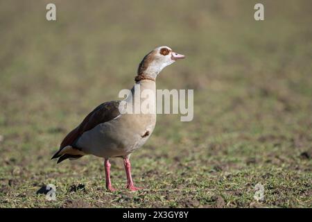 Ägyptische Gans (Alopochen aegyptiaca), ausgewachsener Vogel, Wesel, Niederrhein, Nordrhein-Westfalen, Deutschland Stockfoto