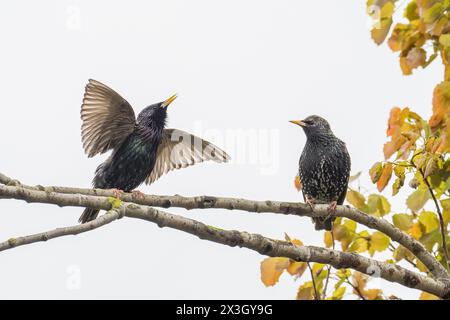 Zwei gewöhnliche Sternchen (Sturnus vulgaris), Paar, auf einem Ast, einer mit offenem Schnabel, Balzverhalten, Hessen, Deutschland Stockfoto