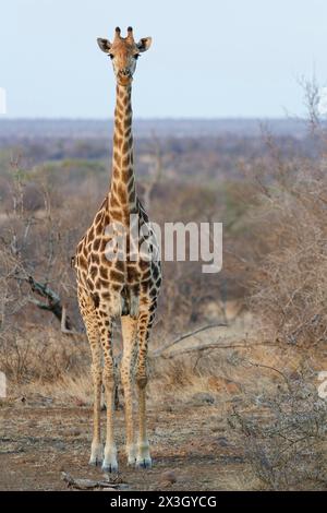 Südafrikanische Giraffe (Giraffa camelopardalis giraffa) mit zwei Rotschnabeloxten (Buphagus erythrorynchus), Erwachsene Giraffe, die in die Kamera schauen, eveni Stockfoto