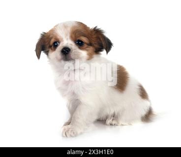 Little Chihuahua vor weißem Hintergrund Stockfoto