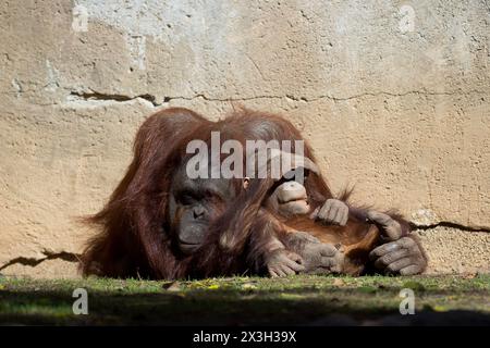 Malaga, Spanien. April 2024. Ein männliches Orang-Utan-Baby „Neo“ (R) wird mit einem weiblichen Orang-Utan namens „Muka“ (L) in ihrem Gehege am Bioparc in Fuengirola gesehen. Bioparc Fuengirola begrüßt die Ankunft eines neuen Bornean-Orang-Utans namens „Popo“, der nach dem Tod des früheren Alpha-Mannes der Orang-Utan-Gruppe zum neuen dominanten Orang-Utan wird. Ab 2002 nimmt Bioparc Fuengirola am EAZA Ex-situ-Programm (EEP) Teil, einem Programm zur Erhaltung und Fortpflanzung von Wildtieren. Quelle: SOPA Images Limited/Alamy Live News Stockfoto