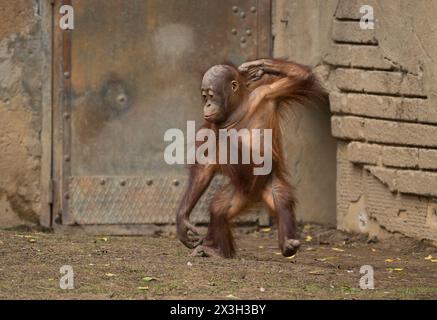 Malaga, Spanien. April 2024. Ein männlicher Bornean-Orang-Utan namens Neo wird in seinem Gehege im Bioparc in Fuengirola gesehen. Bioparc Fuengirola begrüßt die Ankunft eines neuen Bornean-Orang-Utans namens „Popo“, der nach dem Tod des früheren Alpha-Mannes der Orang-Utan-Gruppe zum neuen dominanten Orang-Utan wird. Ab 2002 nimmt Bioparc Fuengirola am EAZA Ex-situ-Programm (EEP) Teil, einem Programm zur Erhaltung und Fortpflanzung von Wildtieren. (Foto von Jesus Merida/SOPA Images/SIPA USA) Credit: SIPA USA/Alamy Live News Stockfoto