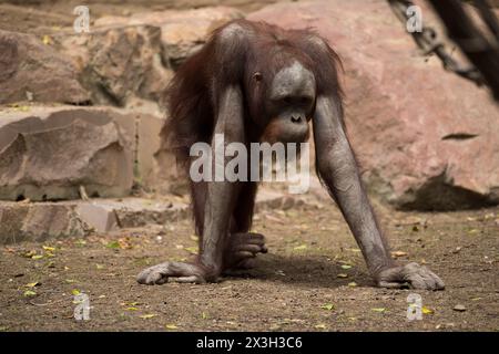 Malaga, Spanien. April 2024. Ein neuer zehnjähriger männlicher Bornean Orang-Utan (Pongo pygmaeus) namens Popo wird in seinem Gehege im Bioparc in Fuengirola gesehen. Bioparc Fuengirola begrüßt die Ankunft eines neuen Bornean-Orang-Utans namens „Popo“, der nach dem Tod des früheren Alpha-Mannes der Orang-Utan-Gruppe zum neuen dominanten Orang-Utan wird. Ab 2002 nimmt Bioparc Fuengirola am EAZA Ex-situ-Programm (EEP) Teil, einem Programm zur Erhaltung und Fortpflanzung von Wildtieren. Quelle: SOPA Images Limited/Alamy Live News Stockfoto