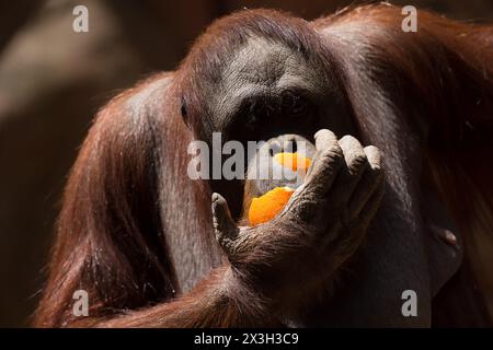 Malaga, Spanien. April 2024. Eine weibliche bornean-Orang-Utan namens „Muka“ wird in ihrem Gehege im Bioparc in Fuengirola gesehen, wie sie eine Orange isst. Bioparc Fuengirola begrüßt die Ankunft eines neuen Bornean-Orang-Utans namens „Popo“, der nach dem Tod des früheren Alpha-Mannes der Orang-Utan-Gruppe zum neuen dominanten Orang-Utan wird. Ab 2002 nimmt Bioparc Fuengirola am EAZA Ex-situ-Programm (EEP) Teil, einem Programm zur Erhaltung und Fortpflanzung von Wildtieren. Quelle: SOPA Images Limited/Alamy Live News Stockfoto