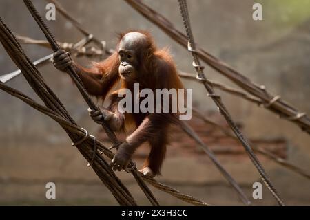 Malaga, Spanien. April 2024. Ein männlicher Bornean-Orang-Utan namens Neo hängt in seinem Gehege im Bioparc in Fuengirola an Reben. Bioparc Fuengirola begrüßt die Ankunft eines neuen Bornean-Orang-Utans namens „Popo“, der nach dem Tod des früheren Alpha-Mannes der Orang-Utan-Gruppe zum neuen dominanten Orang-Utan wird. Ab 2002 nimmt Bioparc Fuengirola am EAZA Ex-situ-Programm (EEP) Teil, einem Programm zur Erhaltung und Fortpflanzung von Wildtieren. Quelle: SOPA Images Limited/Alamy Live News Stockfoto