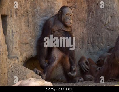 Malaga, Spanien. April 2024. Ein männlicher Orang-Utan namens Saba steht in seinem Gehege am Bioparc in Fuengirola. Bioparc Fuengirola begrüßt die Ankunft eines neuen Bornean-Orang-Utans namens „Popo“, der nach dem Tod des früheren Alpha-Mannes der Orang-Utan-Gruppe zum neuen dominanten Orang-Utan wird. Ab 2002 nimmt Bioparc Fuengirola am EAZA Ex-situ-Programm (EEP) Teil, einem Programm zur Erhaltung und Fortpflanzung von Wildtieren. Quelle: SOPA Images Limited/Alamy Live News Stockfoto