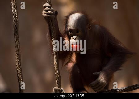 Malaga, Spanien. April 2024. Ein männlicher Bornean-Orang-Utan namens Neo wird in seinem Gehege im Bioparc in Fuengirola gesehen, der eine Tomate isst. Bioparc Fuengirola begrüßt die Ankunft eines neuen Bornean-Orang-Utans namens „Popo“, der nach dem Tod des früheren Alpha-Mannes der Orang-Utan-Gruppe zum neuen dominanten Orang-Utan wird. Ab 2002 nimmt Bioparc Fuengirola am EAZA Ex-situ-Programm (EEP) Teil, einem Programm zur Erhaltung und Fortpflanzung von Wildtieren. Quelle: SOPA Images Limited/Alamy Live News Stockfoto