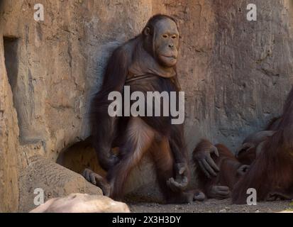 Malaga, Spanien. April 2024. Ein männlicher Orang-Utan namens Saba steht in seinem Gehege am Bioparc in Fuengirola. Bioparc Fuengirola begrüßt die Ankunft eines neuen Bornean-Orang-Utans namens „Popo“, der nach dem Tod des früheren Alpha-Mannes der Orang-Utan-Gruppe zum neuen dominanten Orang-Utan wird. Ab 2002 nimmt Bioparc Fuengirola am EAZA Ex-situ-Programm (EEP) Teil, einem Programm zur Erhaltung und Fortpflanzung von Wildtieren. (Foto von Jesus Merida/SOPA Images/SIPA USA) Credit: SIPA USA/Alamy Live News Stockfoto